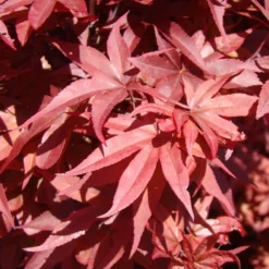 Érable Du Japon - Acer Palmatum Twomblys Red Sentinel