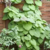 Aristoloche - Aristolochia Macrophylla (durior)
