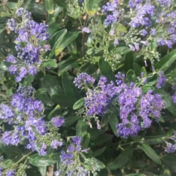 Caryopteris Petit Bleu - Spirée Bleue