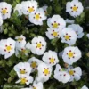 Ciste Du Portugal - Cistus X Lusitanicus Decumbens