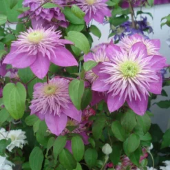 Clématite - Clematis Kaiser