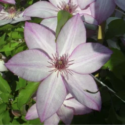 Clématite - Clematis Omoshiro