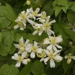 Clématite - Clematis Vitalba Trichotoma