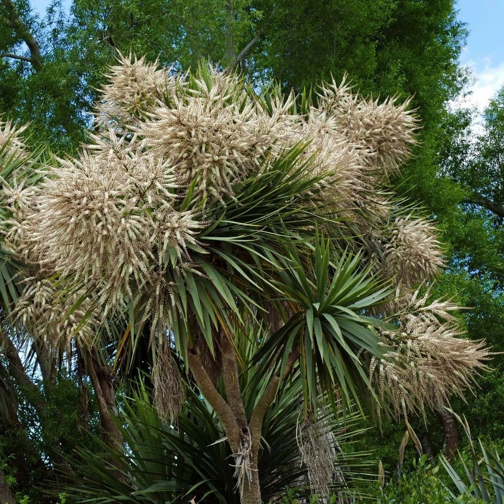 Cordyline Australis 1 Cordyline Australis