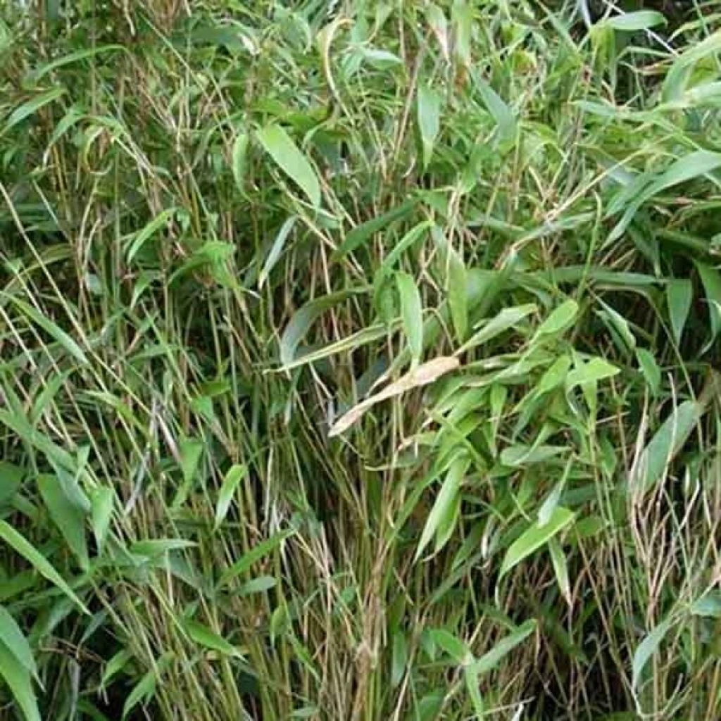 Bambou Non Traçant - Fargesia Murielae Bimbo 1 Bambou Non Traçant - Fargesia Murielae Bimbo
