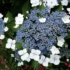 Hortensia - Hydrangea Serrata Blue Bird