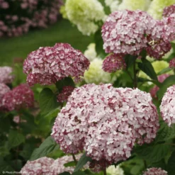 Hortensia Arborescens Sweet Annabelle