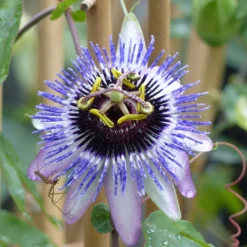 Passifore Damsel's Delight - Fleur De La Passion