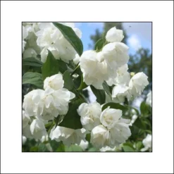 Seringat Blanc - Philadelphus Albâtre