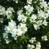 Seringat Des Jardins - Philadelphus Belle Etoile