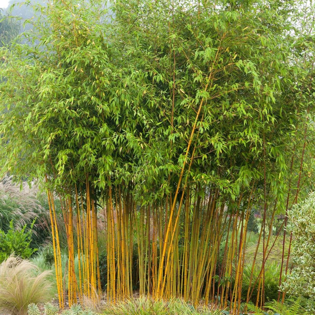 Bambou Jaune - Phyllostachys Aureosulcata Aureocaulis 1 Bambou Jaune - Phyllostachys Aureosulcata Aureocaulis