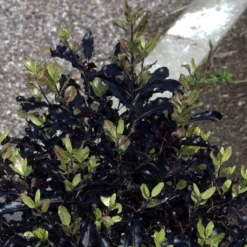Pittosporum Tenuifolium Dark Diva - Pittospore à Petites Feuilles