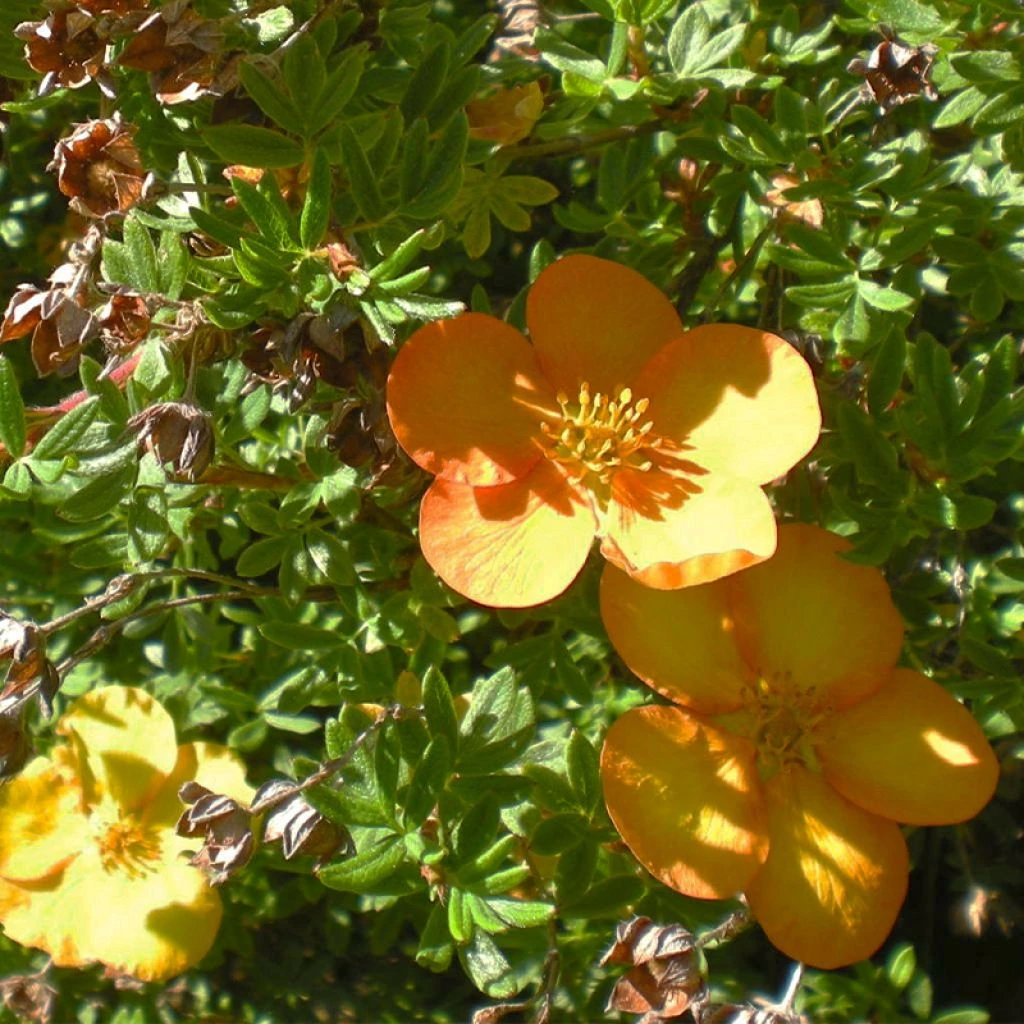 Potentilla Fruticosa Solar'issima - Potentille Arbustive 1 Potentilla Fruticosa Solar'issima - Potentille Arbustive