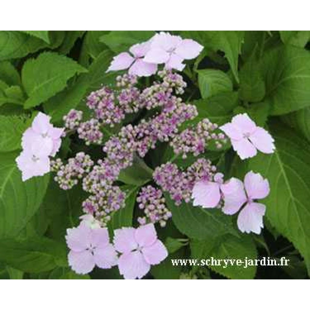 Hortensia Serrata Princesse Eugénie 1 Hortensia Serrata Princesse Eugénie