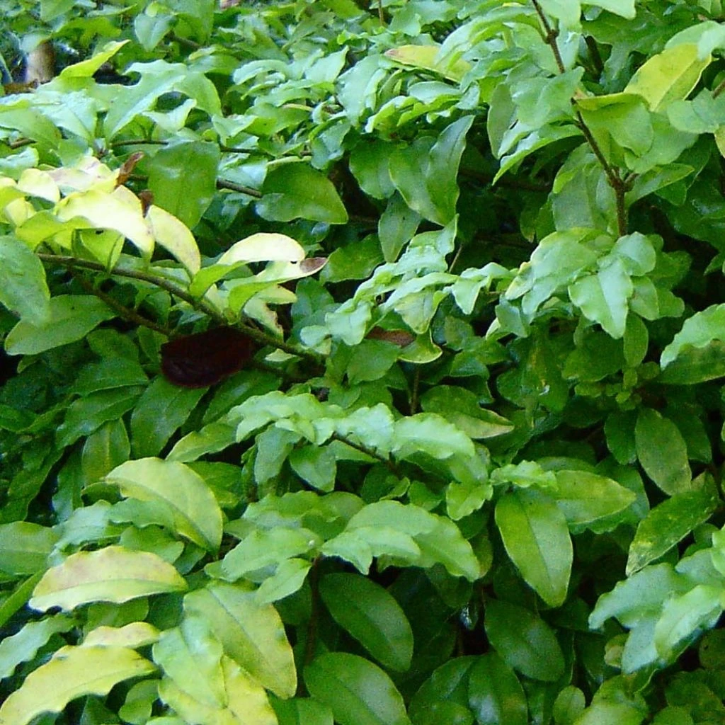 Troène De Californie Lemon Lime - Ligustrum Ovalifolium 1 Troène De Californie Lemon Lime - Ligustrum Ovalifolium