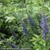 Vitex Agnus-castus Blue Didley® - Gattilier