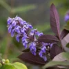 Vitex Agnus-castus Flip Side - Gattilier