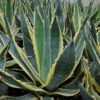 Agave Americana Variegata - Agave D'Amérique