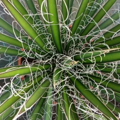 Agave Filifera