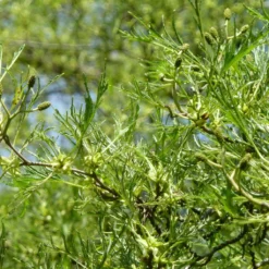 Aulne Glutineux - Alnus Glutinosa Imperialis