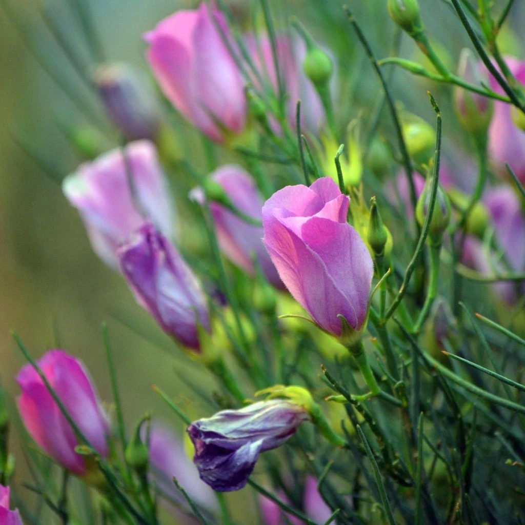 Alyogyne Hakeifolia Melissa Anne - Hibiscus Bleu D'Australie Demie-tige 1 Alyogyne Hakeifolia Melissa Anne - Hibiscus Bleu D'Australie Demie-tige