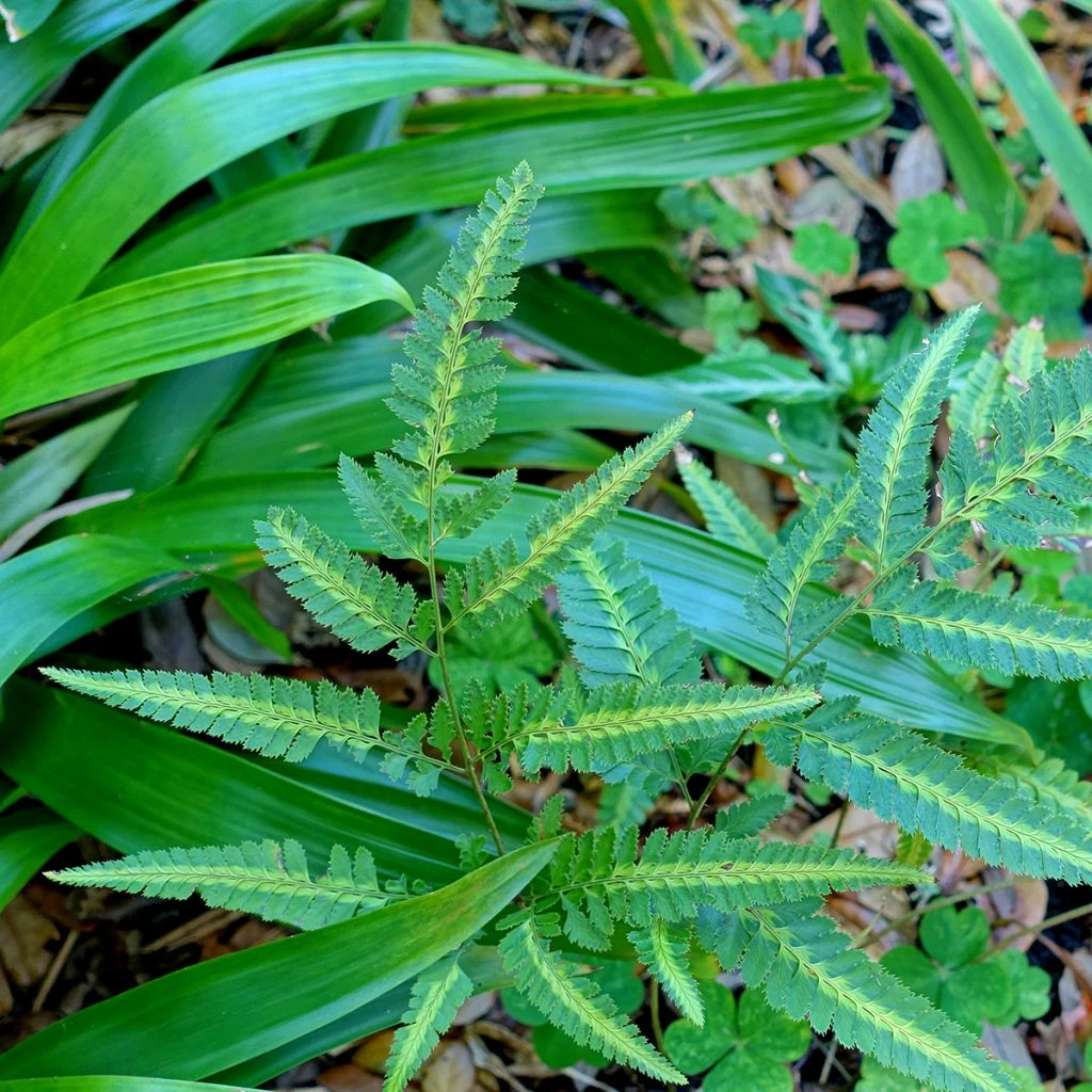 Arachniodes Simplicior - Fougère Persistante 1 Arachniodes Simplicior - Fougère Persistante