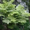 Aralia Elata Golden Umbrella - Angélique En Arbre