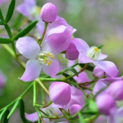 Boronia Pinnata Var. Muelleri - Boronie Forestière