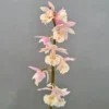 Calanthe Pink & Cream - Orchidée Vivace