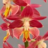 Calanthe Red Sunset - Orchidée Vivace