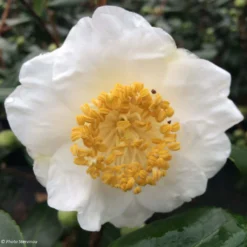 Camelia Fuji - Camellia Japonica De Higo
