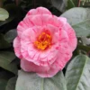 Camélia Traverso - Camellia Japonica