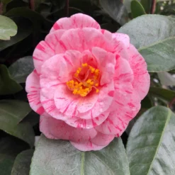 Camélia Traverso - Camellia Japonica