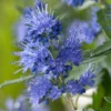 Caryopteris X Clandonensis Blauer Spatz (Oiseau Bleu)