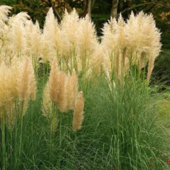 Cortaderia Selloana Mini Pampas Gold - Herbe De La Pampa