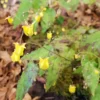 Epimedium Hybride Sunny And Share - Fleur Des Elfes