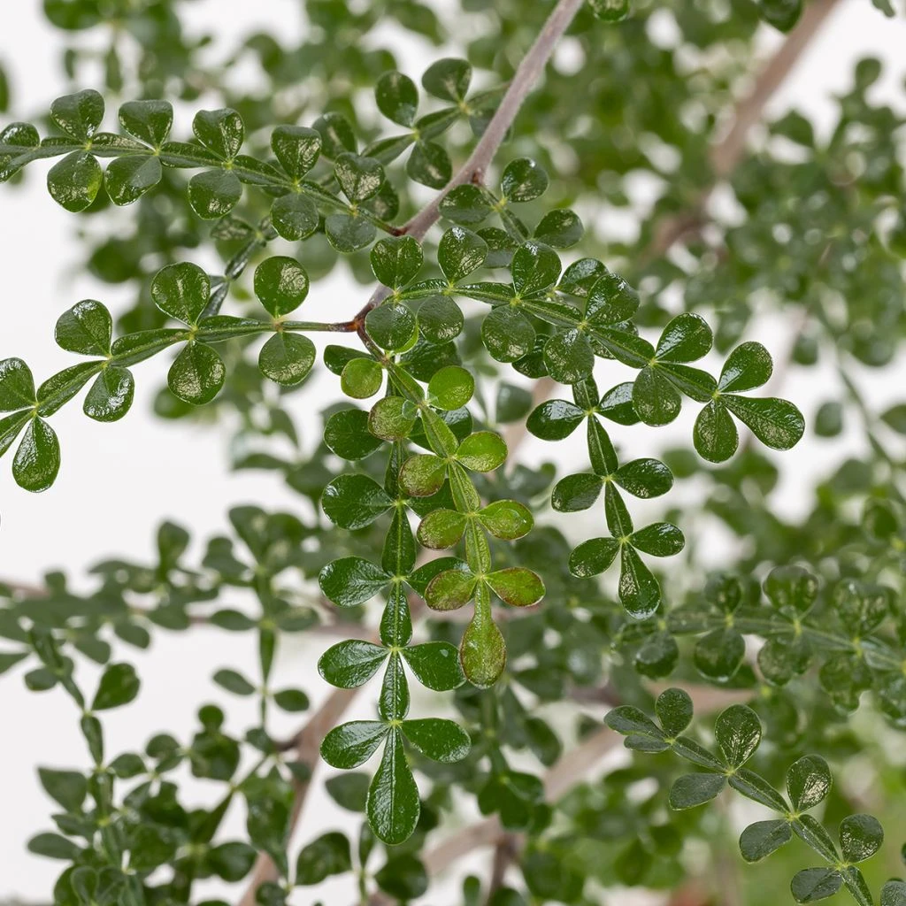 Operculicarya Decaryi - Faux-poivrier Du Japon 1 Operculicarya Decaryi - Faux-poivrier Du Japon