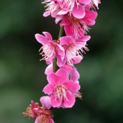 Prunus Mume Beni Chidori - Abricotier Du Japon