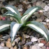 Agave Mediopicta Alba - Agave D'Amérique