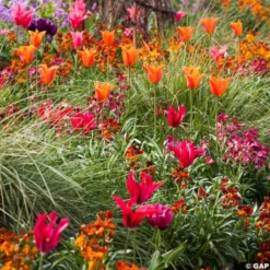 Harmonie Carnaval De Rio