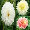 Collection Dahlias Fubuki