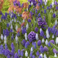 Collection Muscaris Et Jacinthes